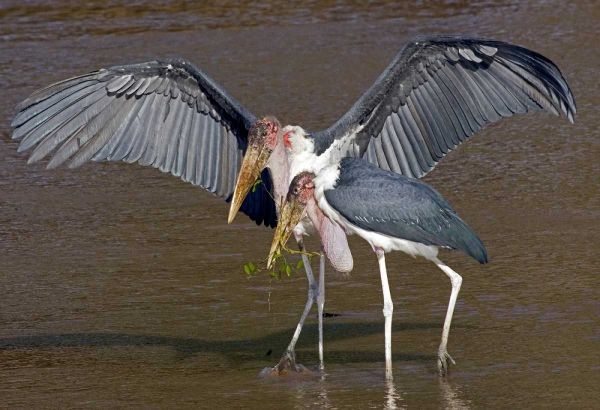 Kenya Pair of marabou storks in shallow water